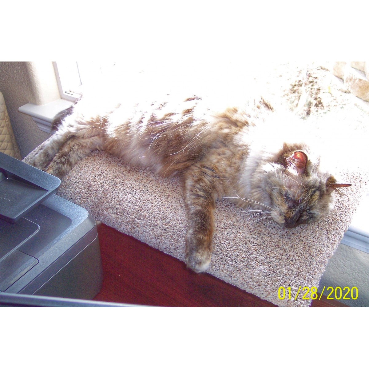 Carpeted Cat Window Perch for Large Cats